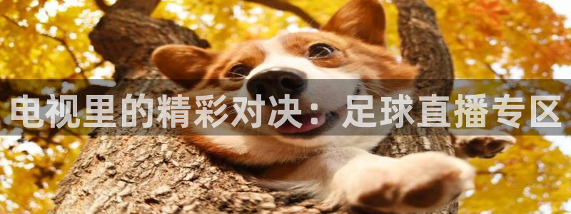 电视里的精彩对决：足球直播专区