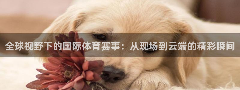 全球视野下的国际体育赛事：从现场到云端的精彩瞬间