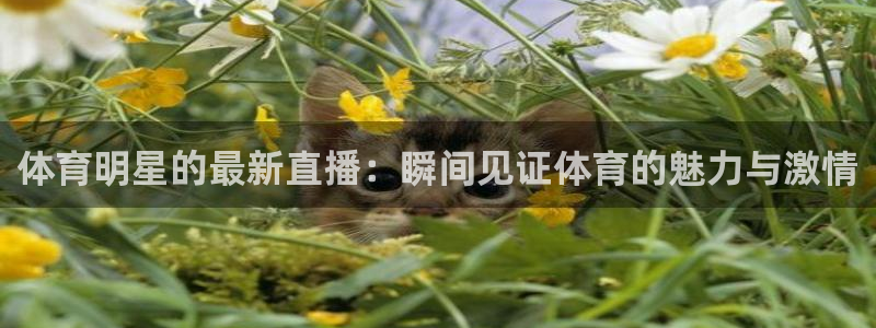 体育明星的最新直播：瞬间见证体育的魅力与激情