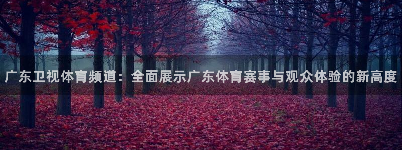 广东卫视体育频道：全面展示广东体育赛事与观众体验的新高度